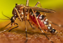Deze afbeelding toont een volwassen vrouwelijke Aedes aegypti-mug die zich voedt met een mens met een donkerdere huidskleur.