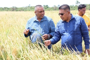 Hoofdwetenschapper Mahendra Persaud en Landbouwminister Zulfikar Mustapha bij de lancering op maandag