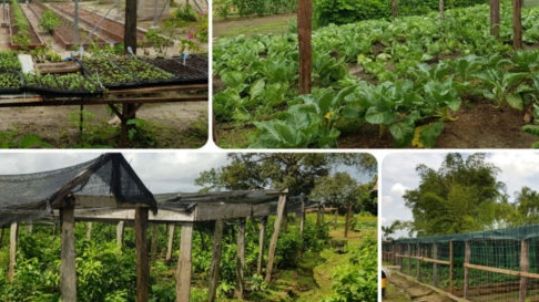 landbouw -  veeteelt als de vis sector suriname