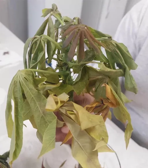 Pokigron vraagt aandacht minister Noersalim voor cassaveziekte