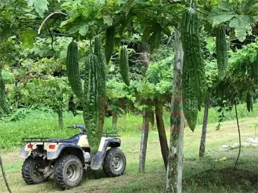 Bureaucratie en falend toezicht brengen Surinaamse landbouwexport bijna tot stilstand