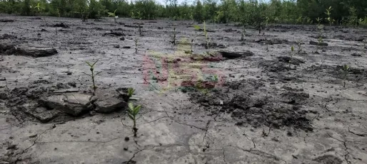 Door modder en manpira’s voor de mangroves van Bigi Pan