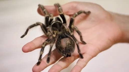 Duitse machinist vindt 20 vogelspinnen in achtergelaten pakketje