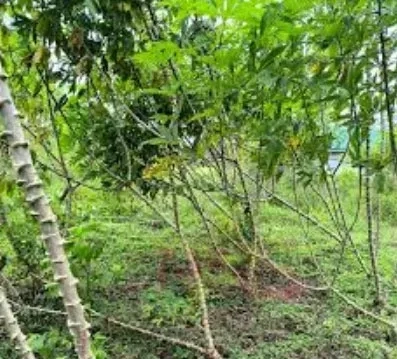 CELOS slaat alarm: snelle toename cassaveziekte vraagt onmiddellijke alertheid