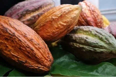 Regionale dialoog moet cacao-industrie nieuw leven inblazen