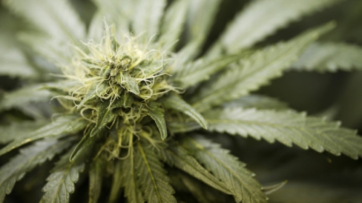 Man aangehouden met marihuana tijdens fouillering op politiebureau