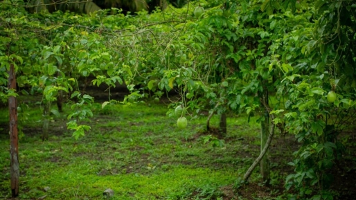 Markoesa-project moet nationale productie versterken