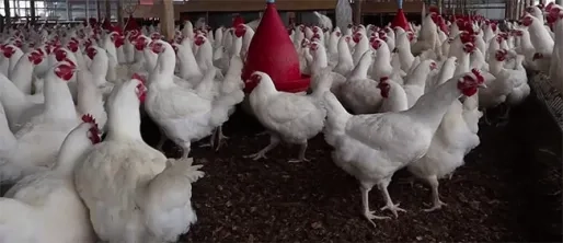 LVV traint beginners in pluimveehouderij om productie in Suriname te verhogen