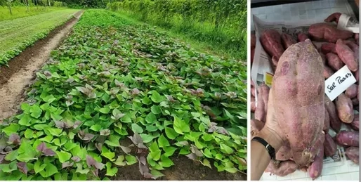 Gopex wijst op zorgen rond export, padieboeren luiden noodsignaal