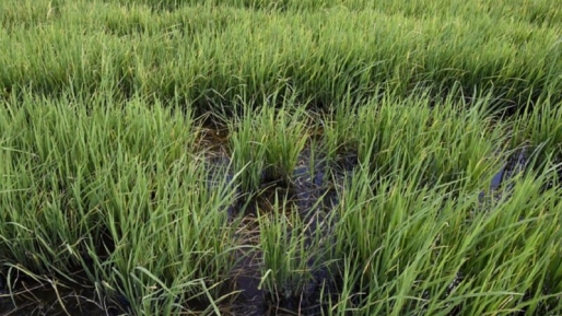 Rijstboeren vragen ingrijpen regering tegen pelmolenaars