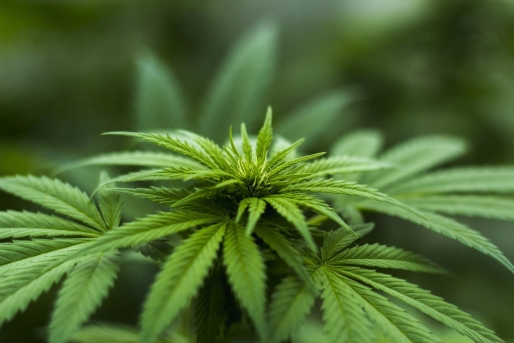 Beeld: Herbal Hemp Beeld: Herbal Hemp